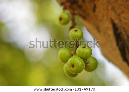 ficus fruits on the ficus tree in the garden