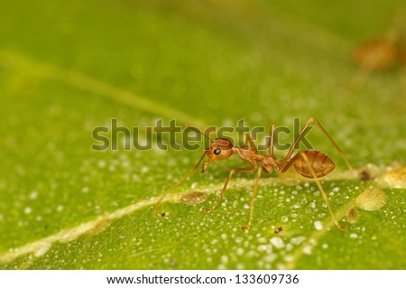 weaver ant is looking for scale insects on the green leaf
