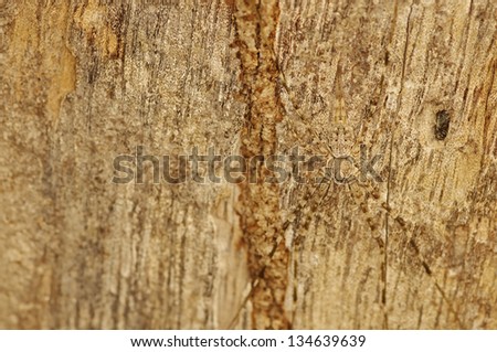 spider has a similar color with the tree bark, that is call camouflage