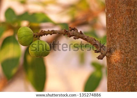 fig fruits on the ficus tree in the garden