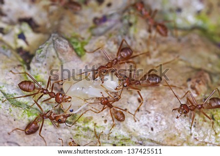 weaver ants are carrying their larva