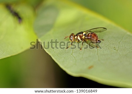 Oriental fruit fly is staying on the green leaf