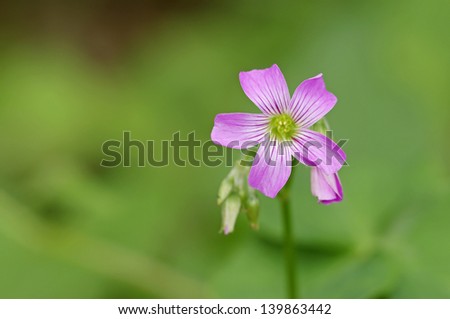 a flower of the Creeping lady\'s sorrel