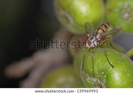 wild fly is staying on the fig fruit