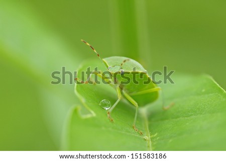 Green stink bug is climbing on the tree leaf