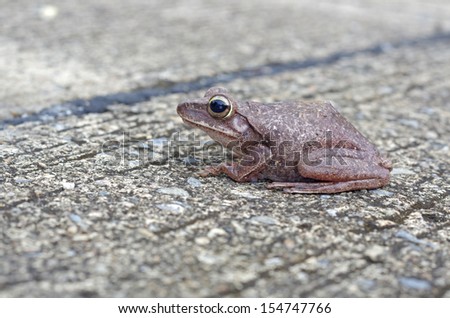 common tree frog is staying on the cement road; side view