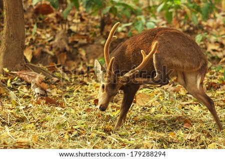 Deer is scratching the neck in the tropical forest Thailand