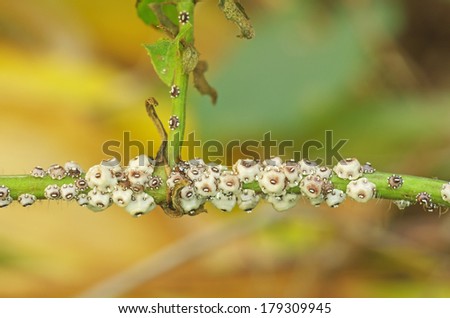 group of scale insect on the tropical plant