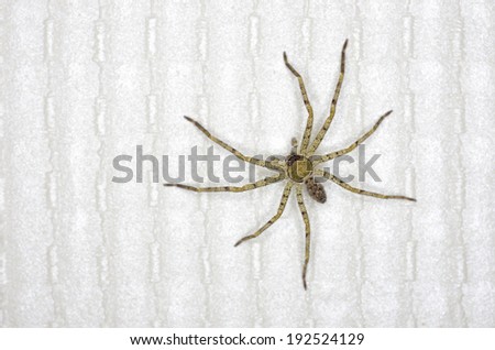 huntsman spider is on the wallpaper in the house