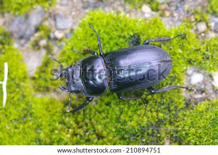 stag beetle is walking on the moss mat