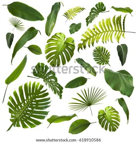 Similar – Image, Stock Photo fern leaf Nature Plant