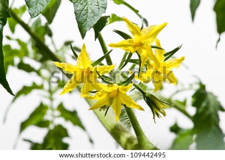tomatoes flowers