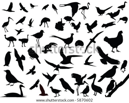 Similar – Image, Stock Photo Terns and pelicans birds