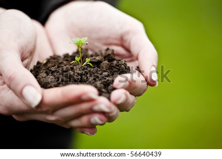Hand holding a fresh young plant. Symbol of new life and environmental conservation.