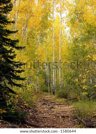 Aspen trees line path in Lime Creek, Colorado