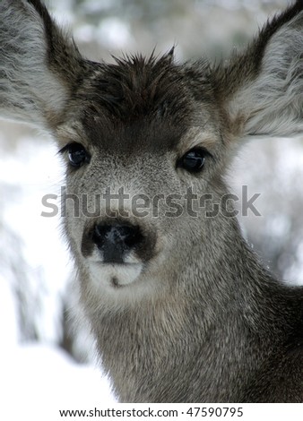 Yearling Mule Deer with wet head on a snowy winter day