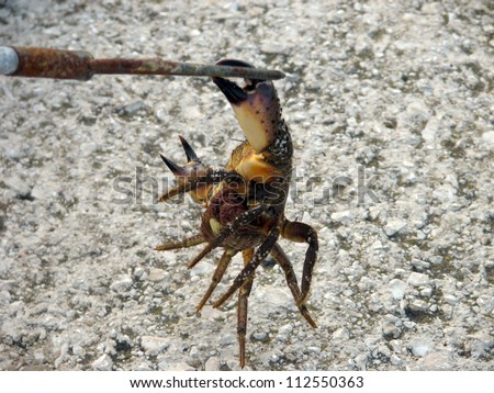 Large live captured crab gripping to a harpoon