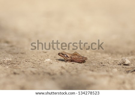 European Common Frog Rana temporaria
