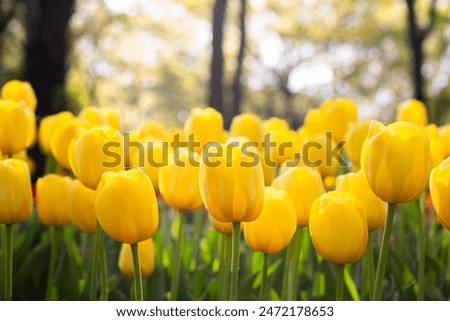 Foto Bild Tulpe orange Pflanze