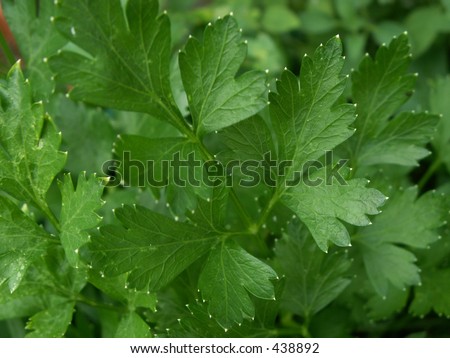 Italian flat leaf parsley