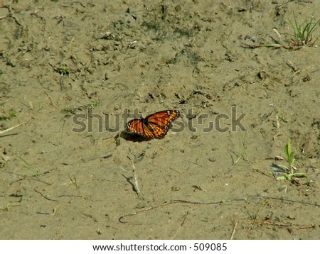 beautiful orange butterfly resting on ugly surroundings