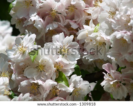blossoms on an apple tree in the springtime