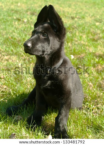 pure bred german shepard puppy with ears pointing