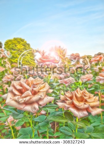 beautiful pink roses at sunrise depiction