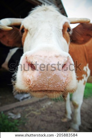Smiling cow with a big nose