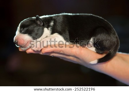 Blind beautiful little puppy at the age of one week sleeping on a female hand