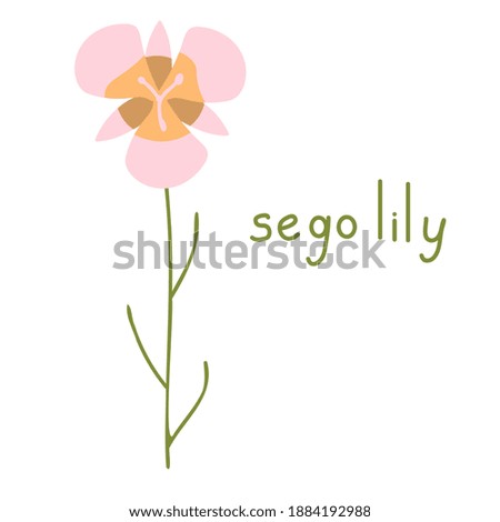 Sego lily vector flower isolated illustration