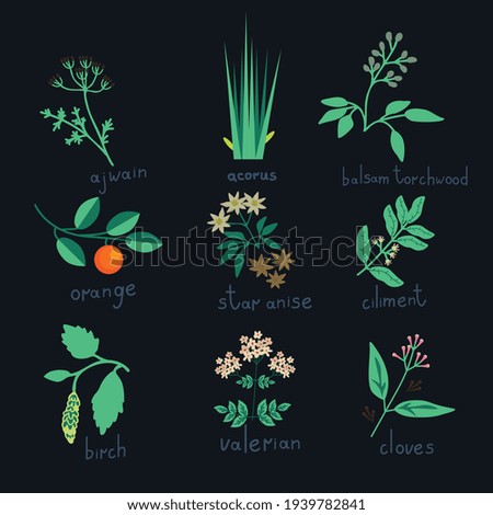 Essential oil plants vector collection