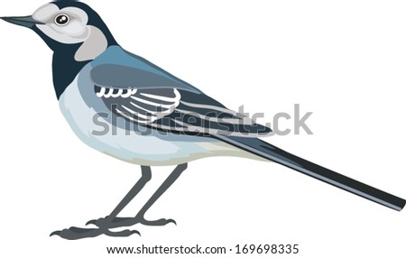 wagtail made in the technique vector