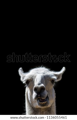 Dumb Animal. Goofy confused looking Llama head popping up with stupid talking face. Funny meme image isolated against black background with copy-space for message or speech bubble..  Stock foto © 