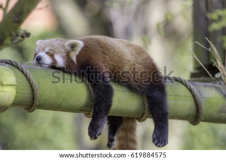 Sleeping Red