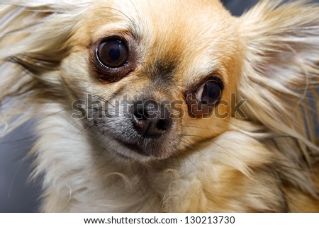 Chihuahua with head turned looking inquisitive.