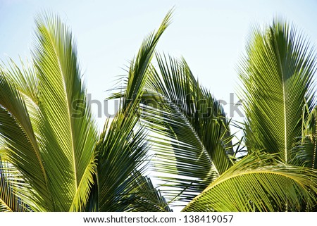 Leaves of palm tree isolated against light blue sky
