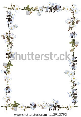 White Sky Flower And Vine Border Isolated On White Background Stock ...