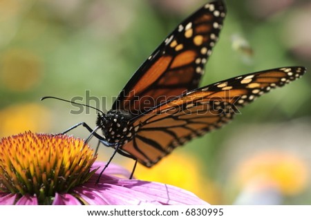 Monarch Butterfly Feeding:  Monarch butterfly feeding on colorful flower on warm summer day.