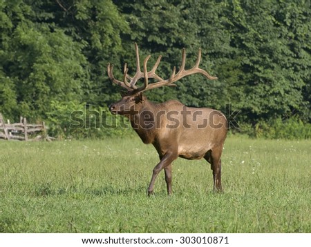 Trophy Bull Elk in late evening light shot with telephoto lens in the Great Smoky Mountains National Park, North Carolina.