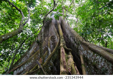 Buttress roots in the rain forest, Cameroon, outdoor shot
