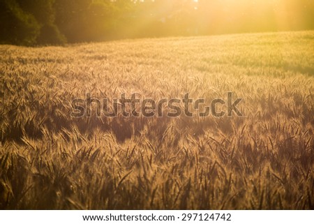 Ripe crops in a wheat field with the setting evening sun in the backdrop with flares