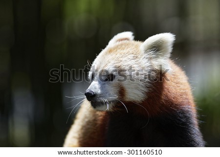Cute Red Panda posing for the camera.