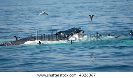A Humpback Whale Tail Dives into the ocean off of Cape Cod.