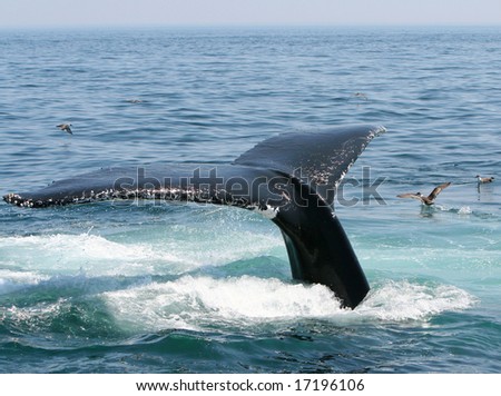 A humpback whale tail diving off of Provincetown Cape Cod.