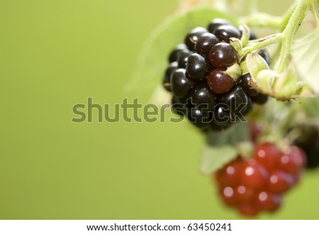 Blackberry fruit on the vine under various stages of development.