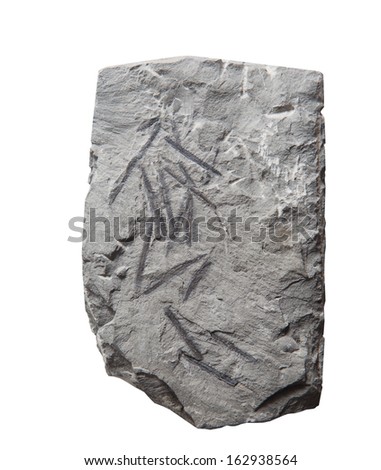 Plant Leaf fossil embedded in stone for Fuel, Oil & Petroleum,  isolated on white