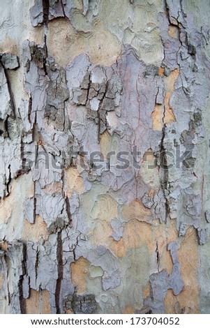 Wood and Moss Crust tree background abstract