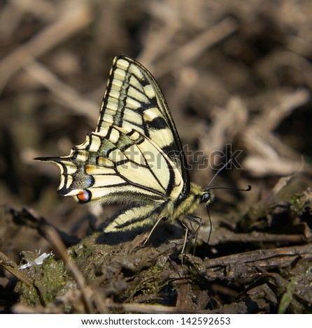 Swallowtail Butterfly close-up on the ground