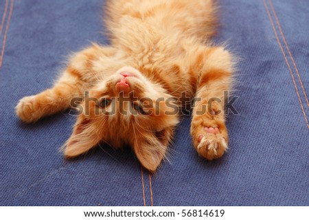 kitten lying on the back